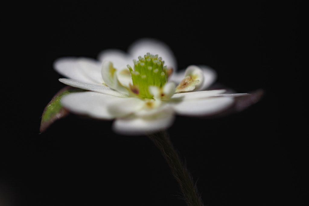 早春の花…雪割草 ④  