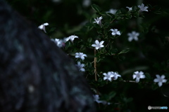 小さな白い花