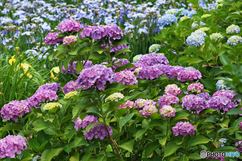 紫陽花を楽しむ ⑧