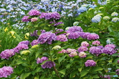 紫陽花を楽しむ ⑧