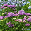紫陽花を楽しむ ⑧