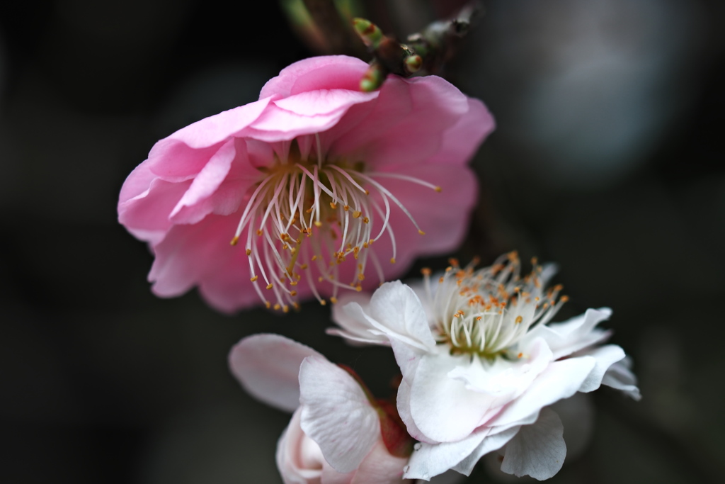 紅白に咲き分ける寒梅…思いのまま