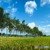 稲架木のある風景…晩夏