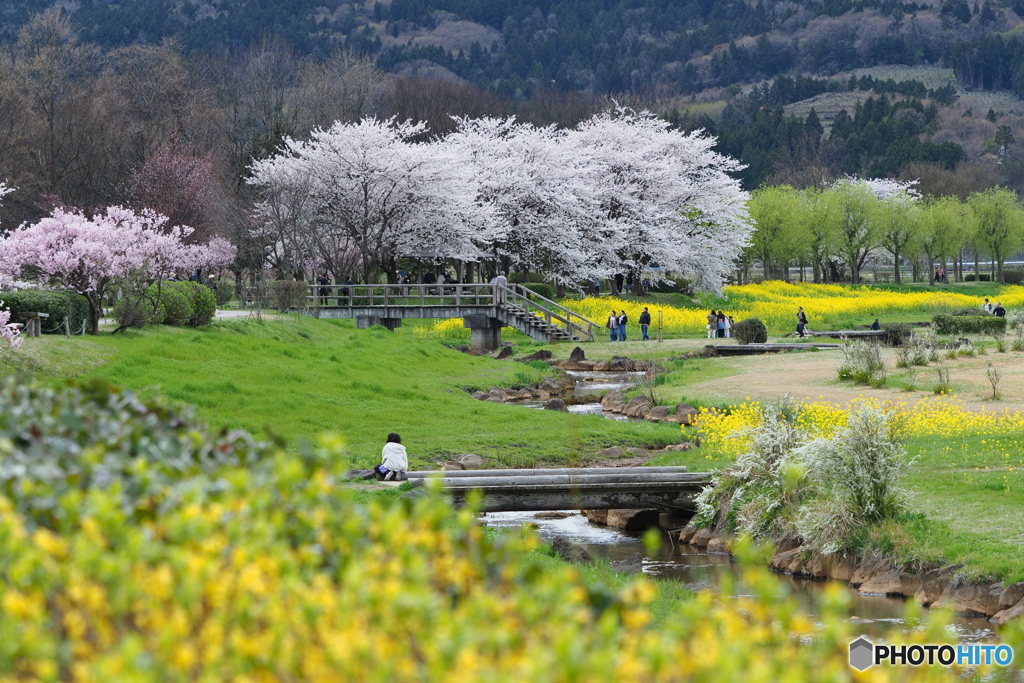菜の花に桜・春爛漫
