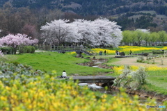 菜の花に桜・春爛漫