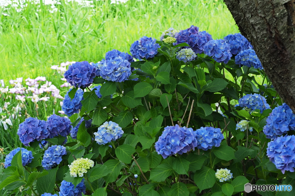 紫陽花を楽しむ ⑪