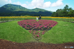 公園のひまわり…Ⅸ