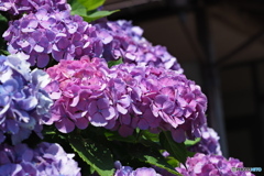 紫陽花を楽しむ ⑯