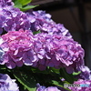 紫陽花を楽しむ ⑯