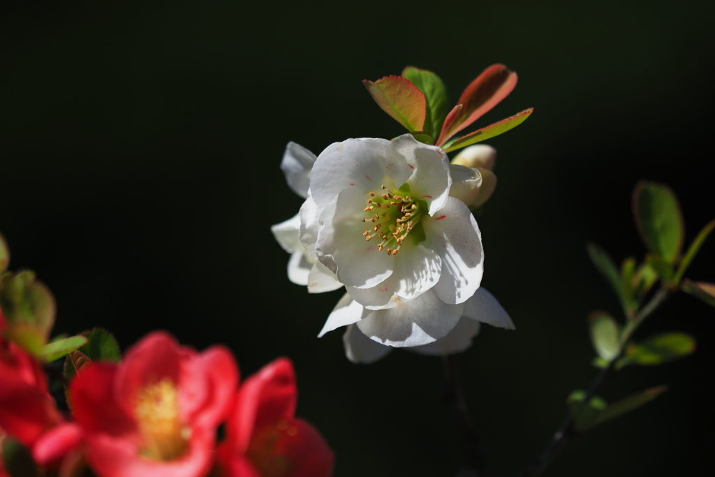 木瓜の花