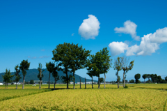 稲架木のある風景 - 葉月の3