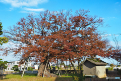 樹齢500年の大欅