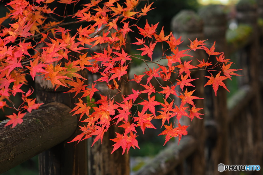 紅葉 ⑤