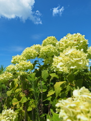 真夏に咲く紫陽花