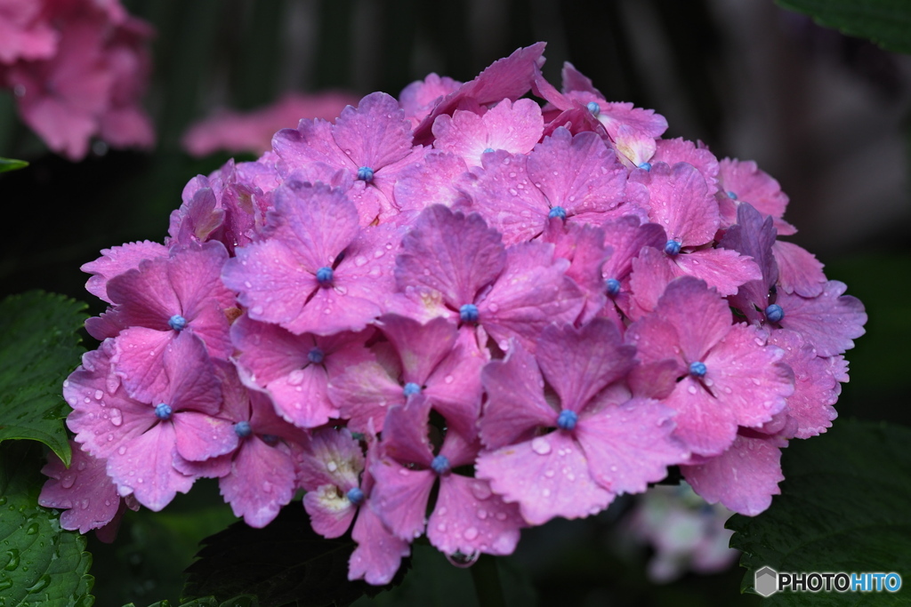 紫陽花を楽しむ ⑱