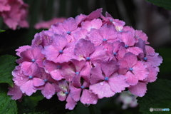 紫陽花を楽しむ ⑱