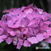 紫陽花を楽しむ ⑱