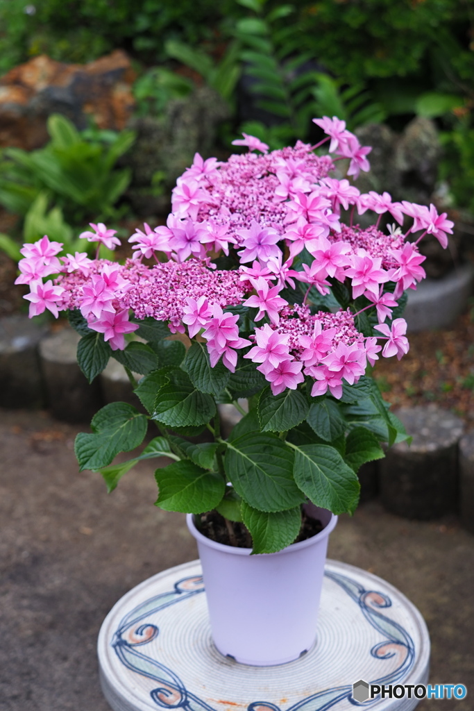 アジサイ 桜花乱舞