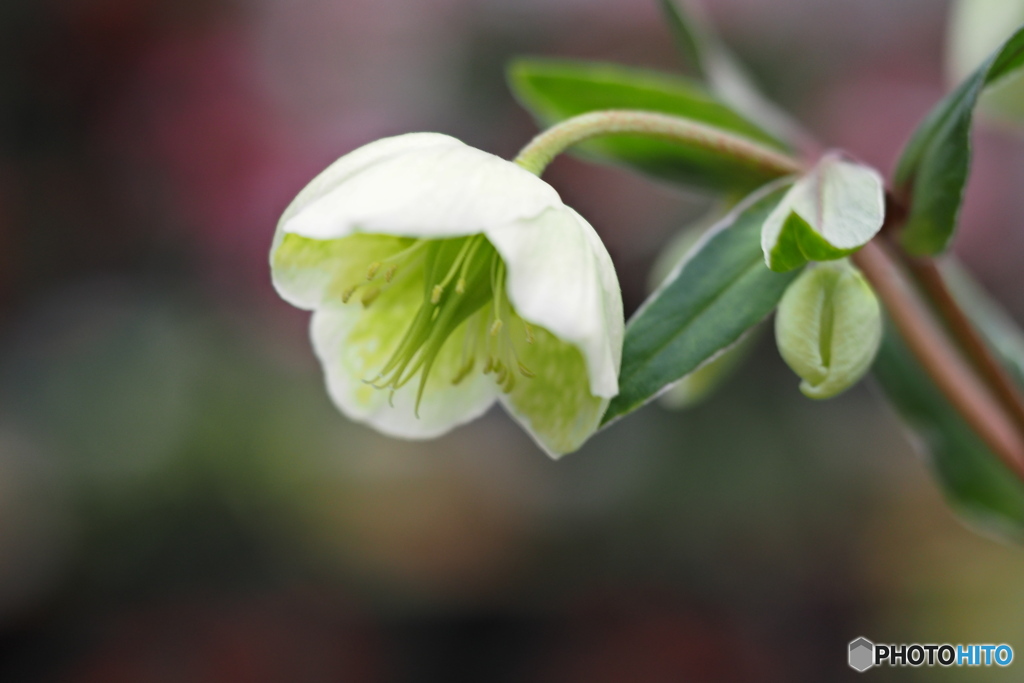冬の花…2