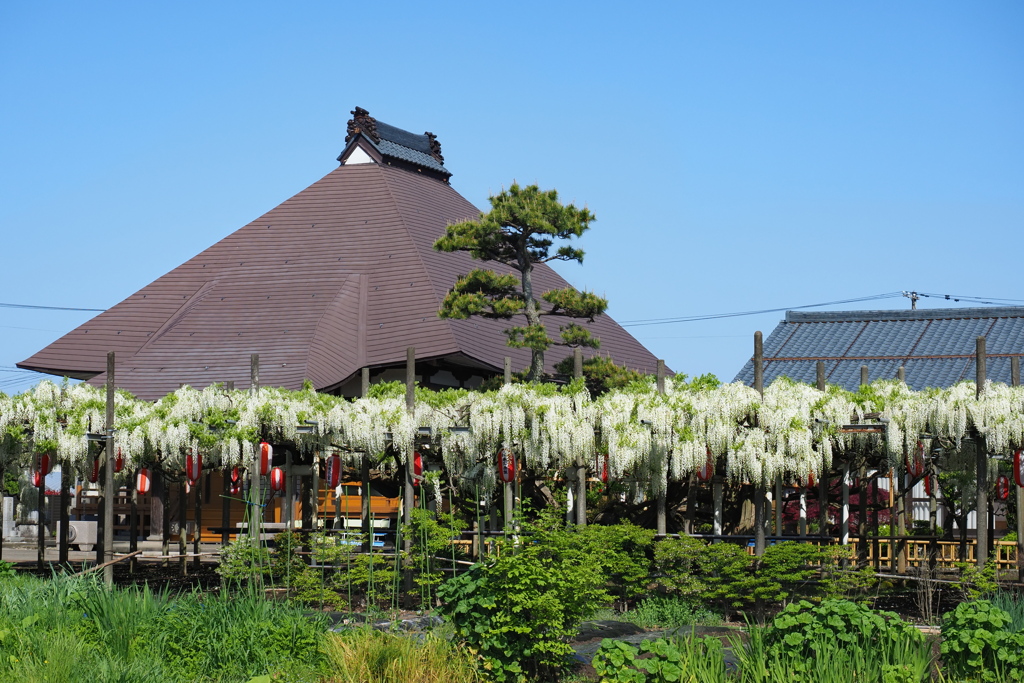 お寺様と藤棚