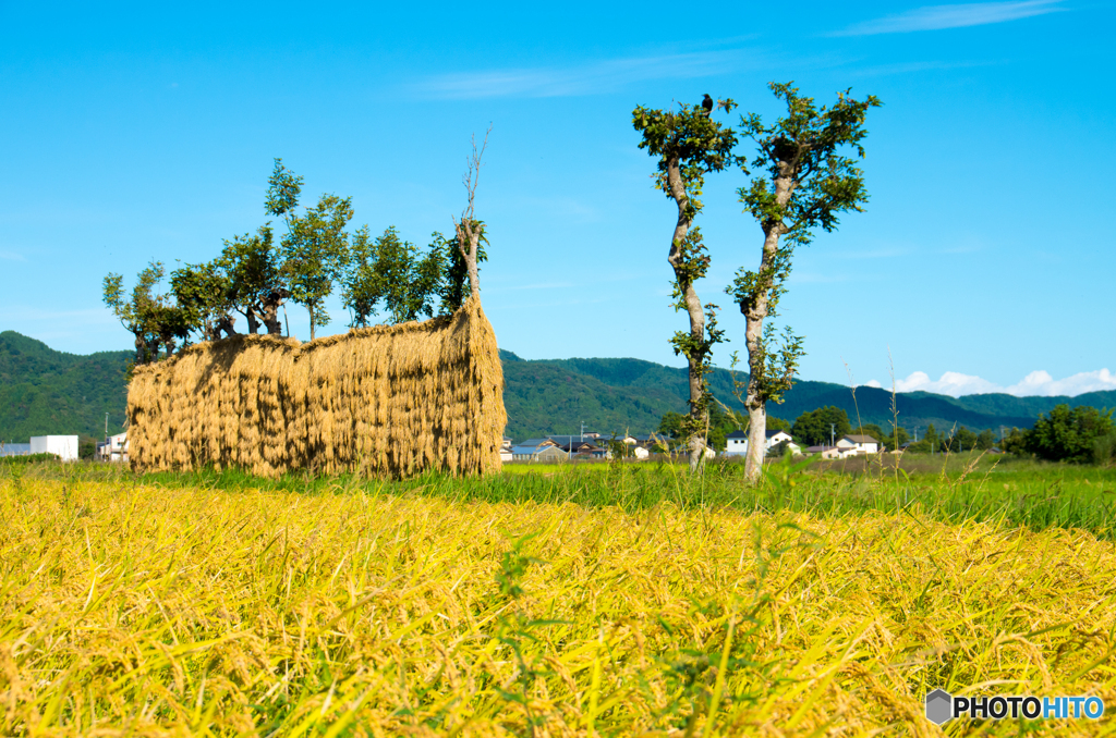 稲架木のある風景 2023-14