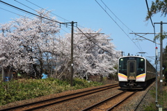 上り列車と桜並木