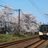 上り列車と桜並木