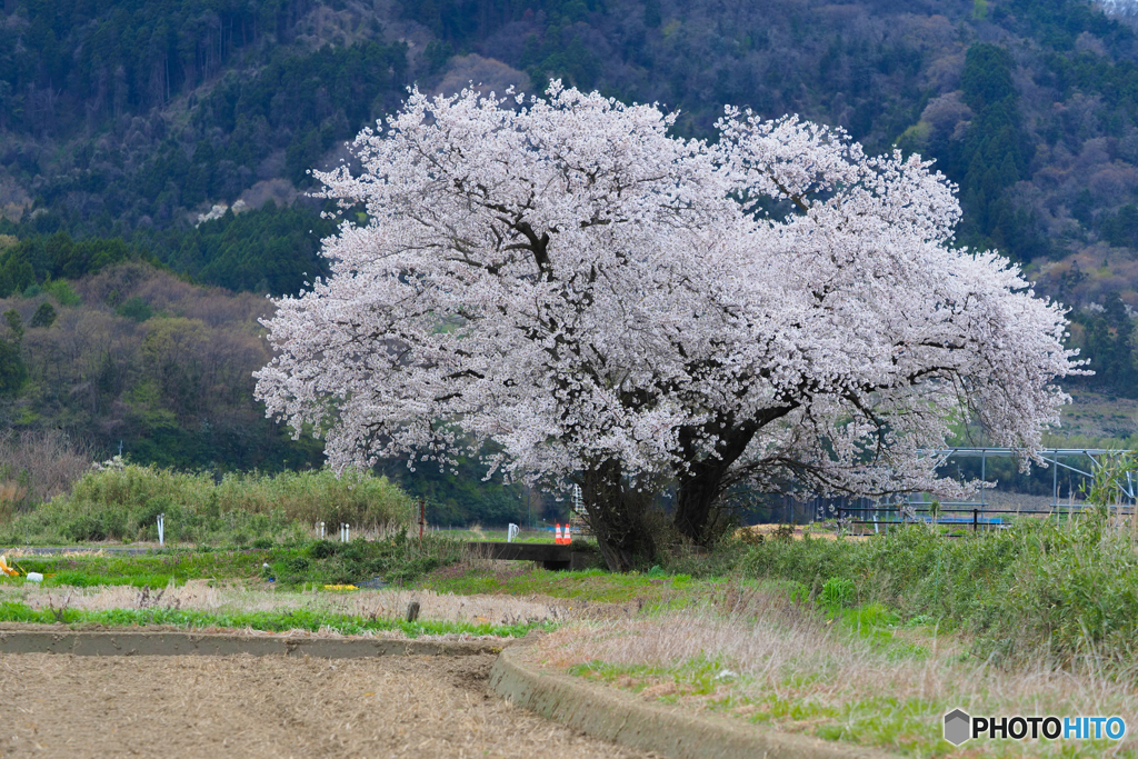 田んぼの夫婦桜