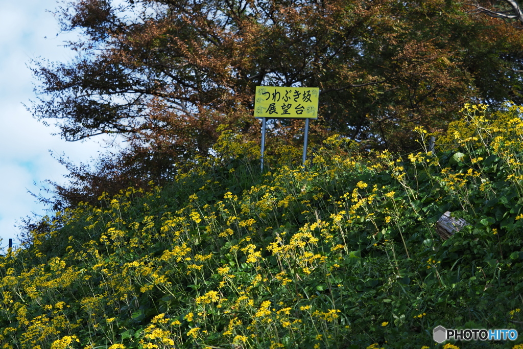つわぶき坂展望台