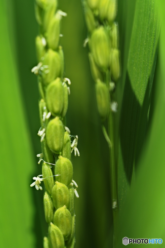 豊作の予感？…稲の花