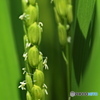 豊作の予感？…稲の花
