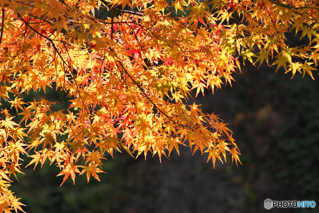 紅葉 ⑦