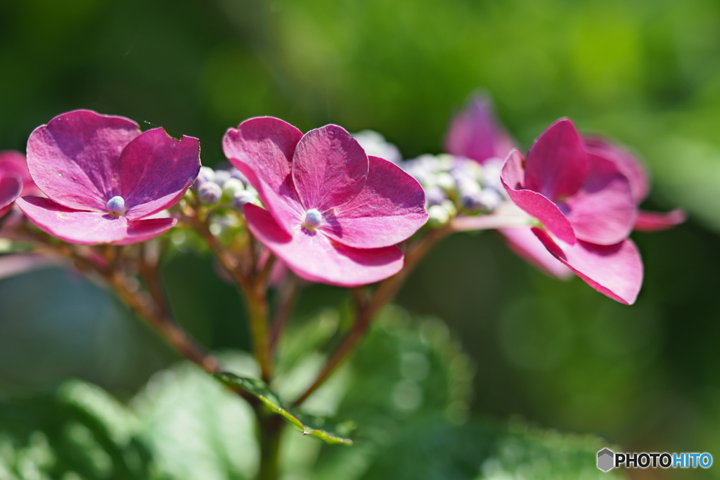 紫陽花を楽しむ ①