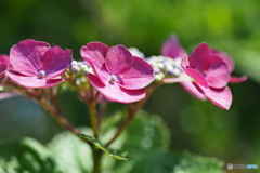 紫陽花を楽しむ ①
