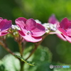 紫陽花を楽しむ ①