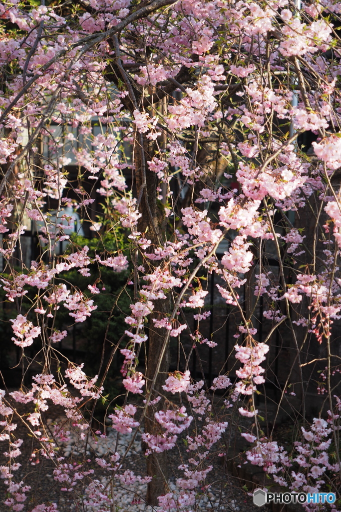 しだれ桜咲く！