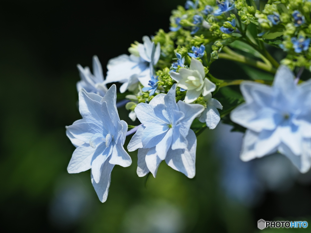紫陽花を楽しむ ③