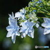 紫陽花を楽しむ ③