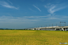 猛暑続きの朝景