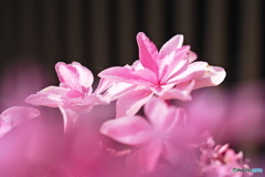 ピンク花・紫陽花