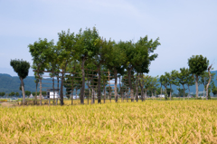 稲架木のある風景 -長月の6-