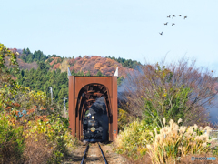 今日のSLは白鳥と…