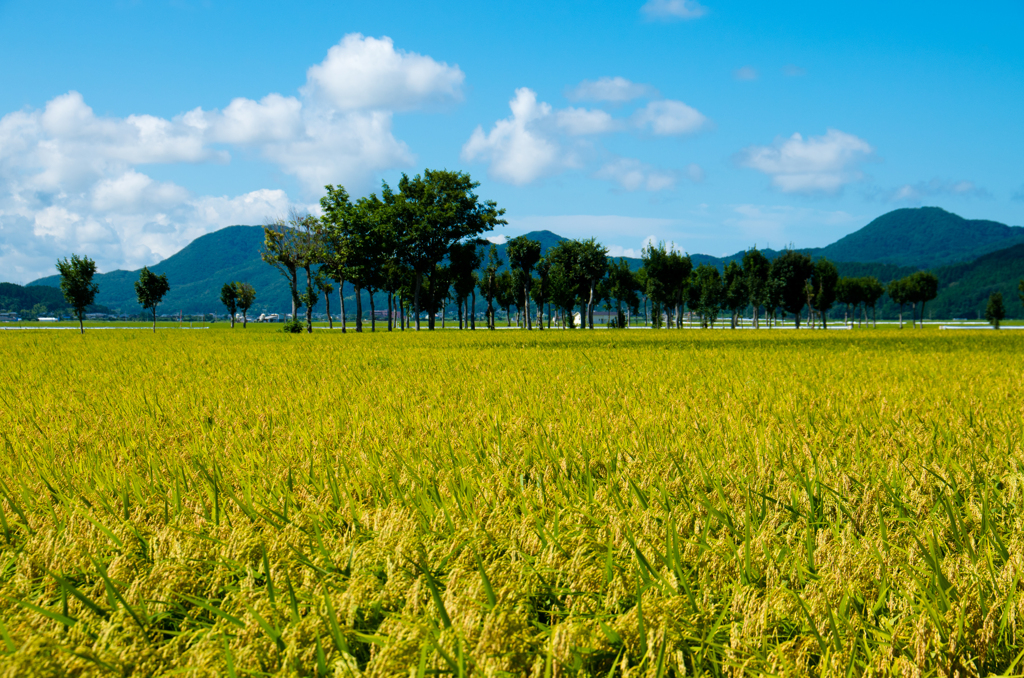 稲架木のある風景 - 葉月の2