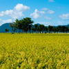 稲架木のある風景 - 葉月の2