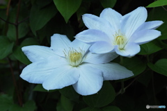 ふた花