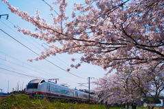 桜並木往く・特急しらゆき