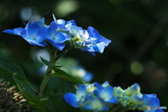紫陽花を楽しむ ⑲