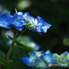 紫陽花を楽しむ ⑲
