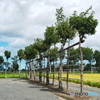 稲架木のある風景…稲架場