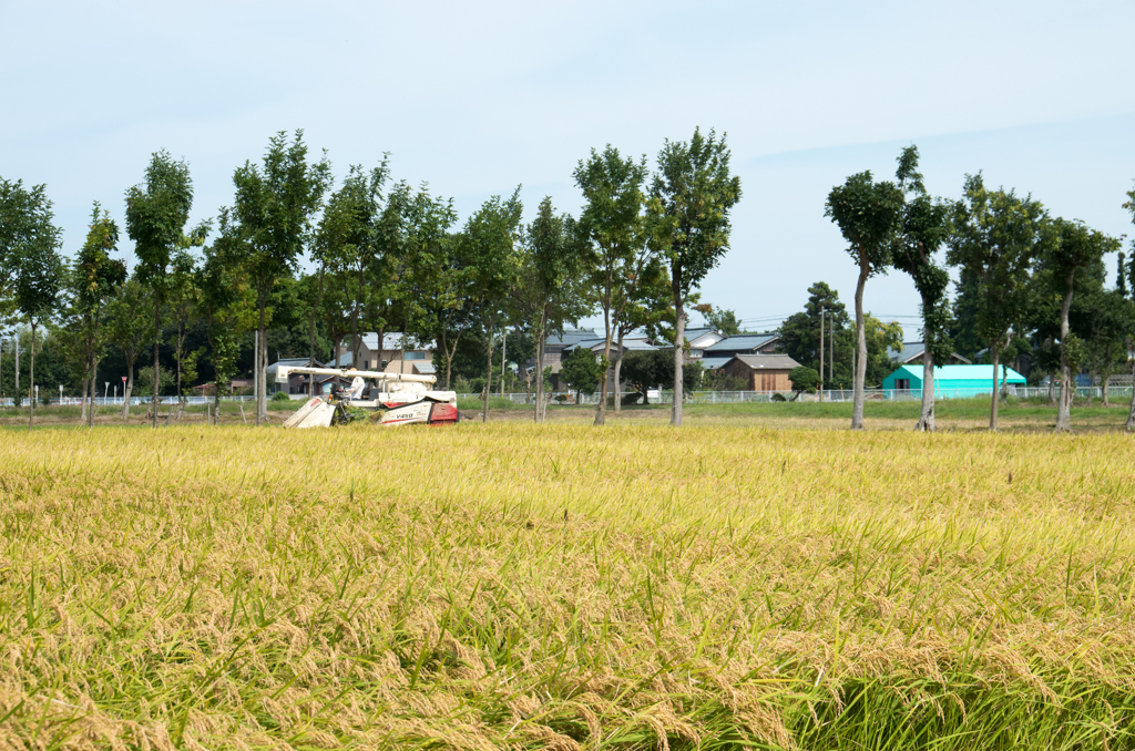 稲架木のある風景 -長月の7-